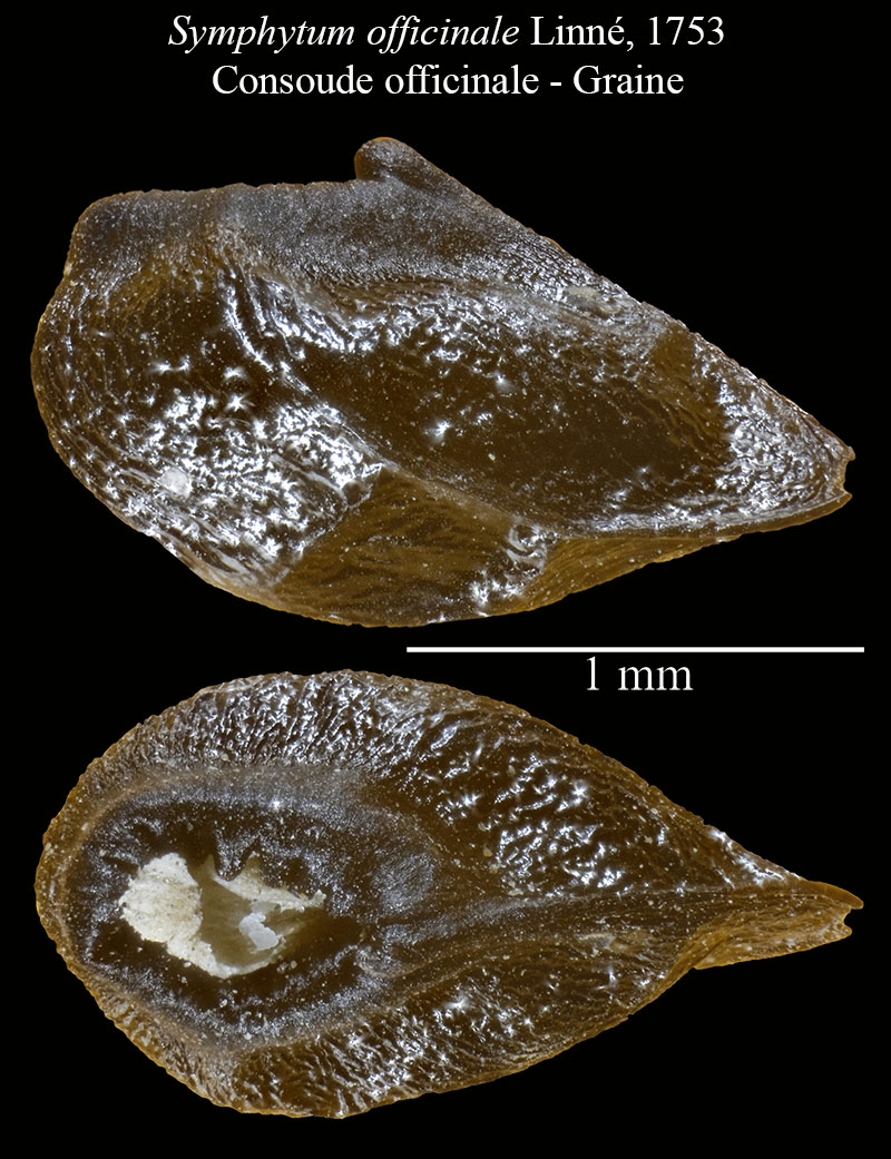 Symphytum officinale #52997