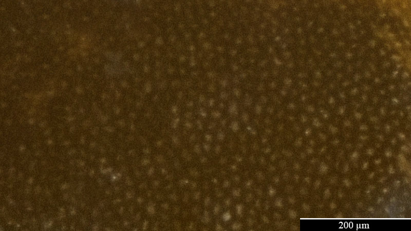 Symphytum officinale #52998