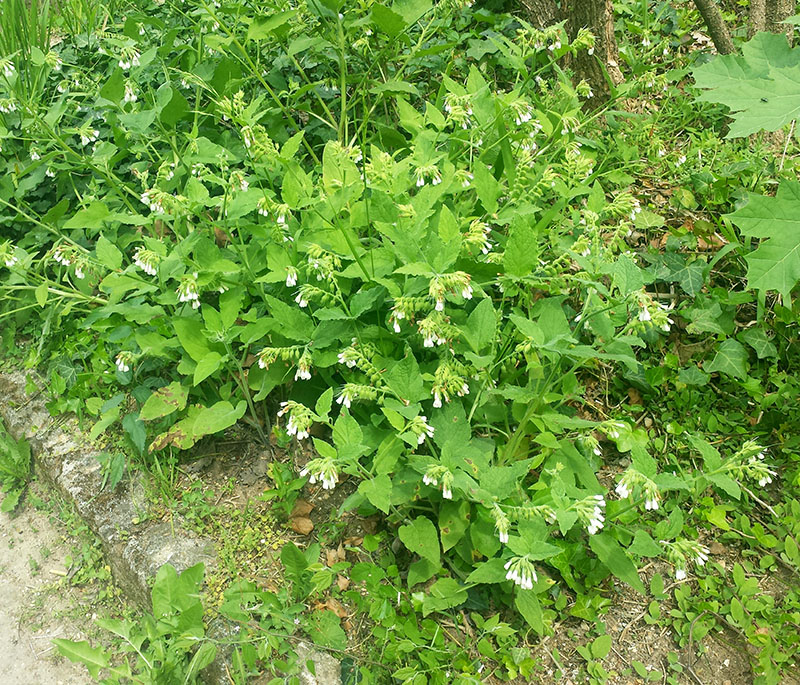 Symphytum orientale #54792