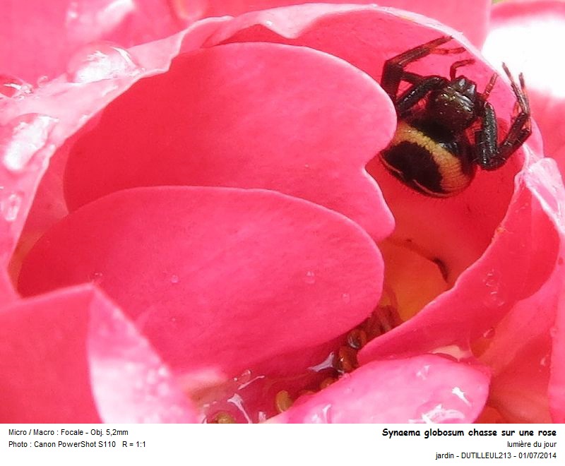 Synaema globosum - Araignée Napoléon #38060