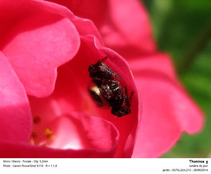 Synaema globosum - Araignée Napoléon #38058
