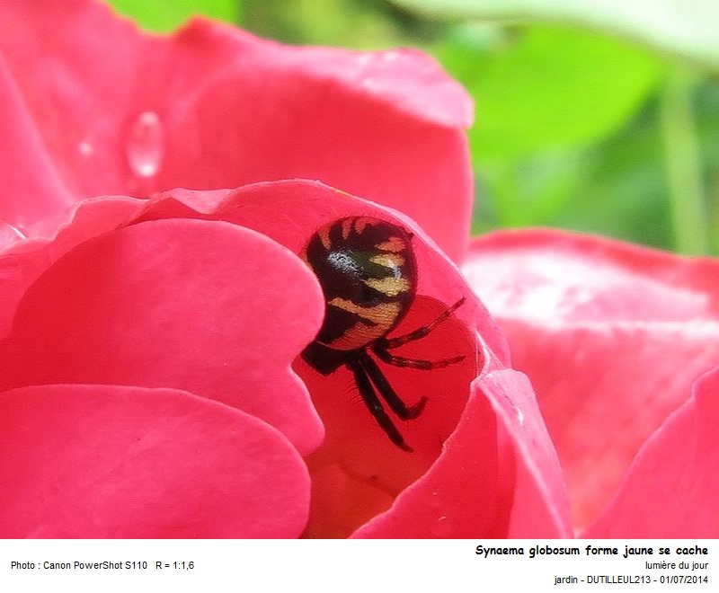 Synaema globosum - Araignée Napoléon #38061