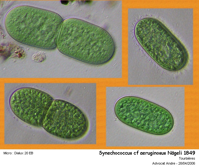 Synechococcus cf.aeruginosa Nägeli 1849 #2273