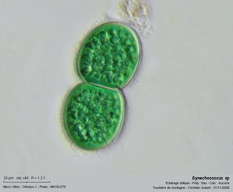 Synechococcus sp #6472