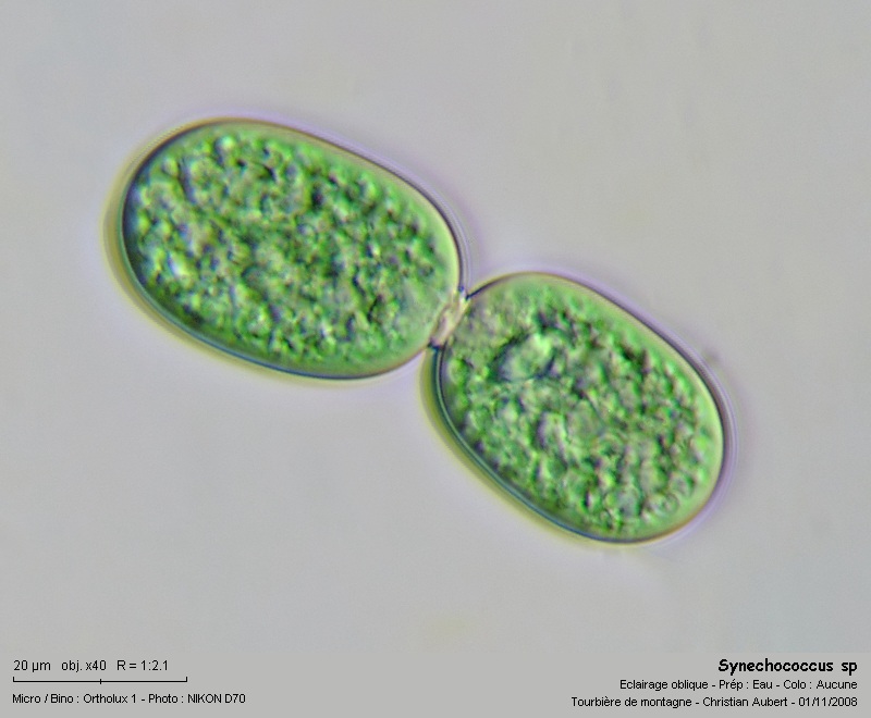 Synechococcus sp #6473