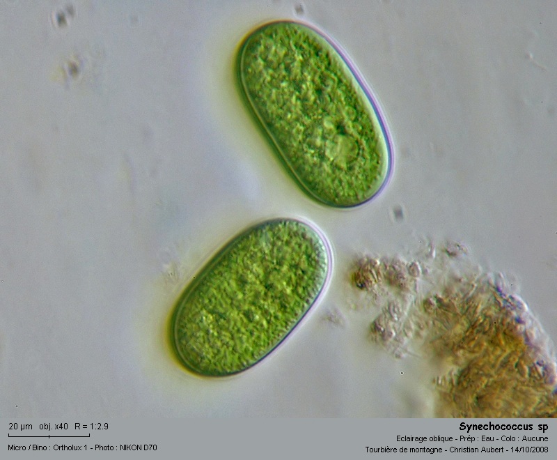 Synechococcus sp #6040