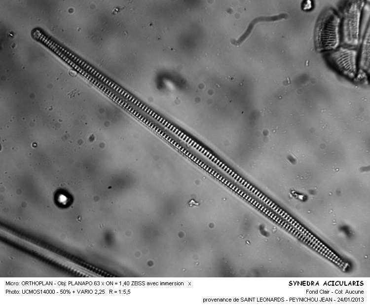 SYNEDRA ACICULARIS #29642