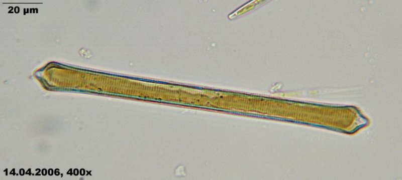 Synedra capitata #2505