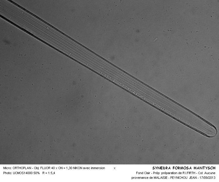SYNEDRA FORMOSA HANTYSCH #33831