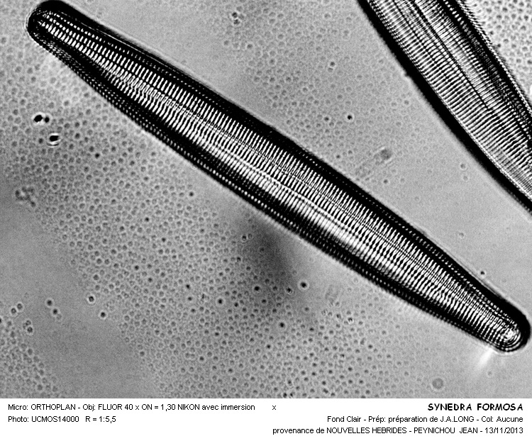 SYNEDRA FORMOSA #34729