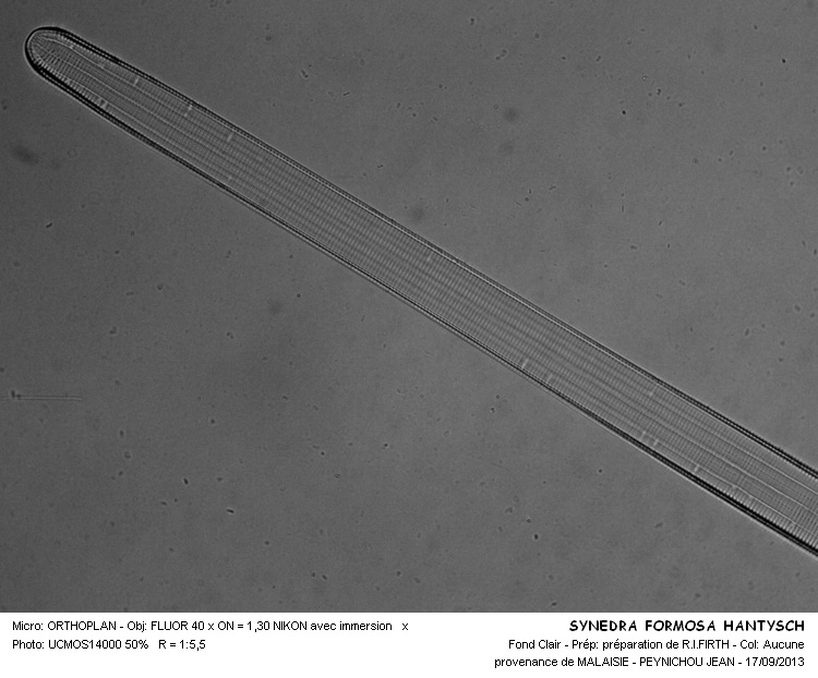 SYNEDRA FORMOSA HANTYSCH #33830
