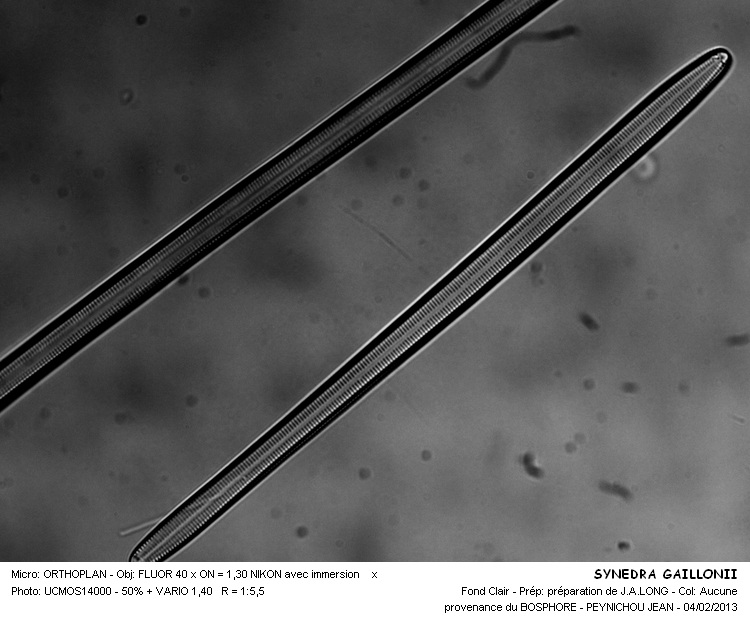 SYNEDRA GAILLONII #29778