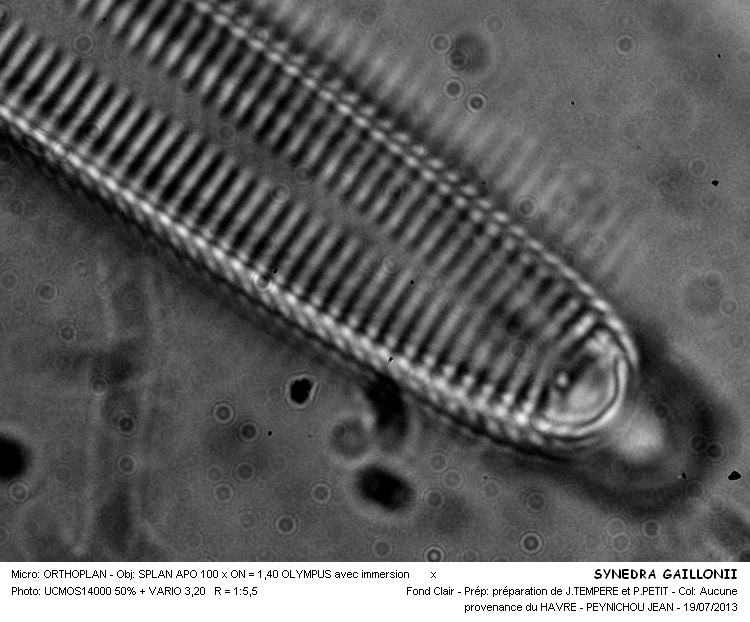 SYNEDRA GAILLONII #32772