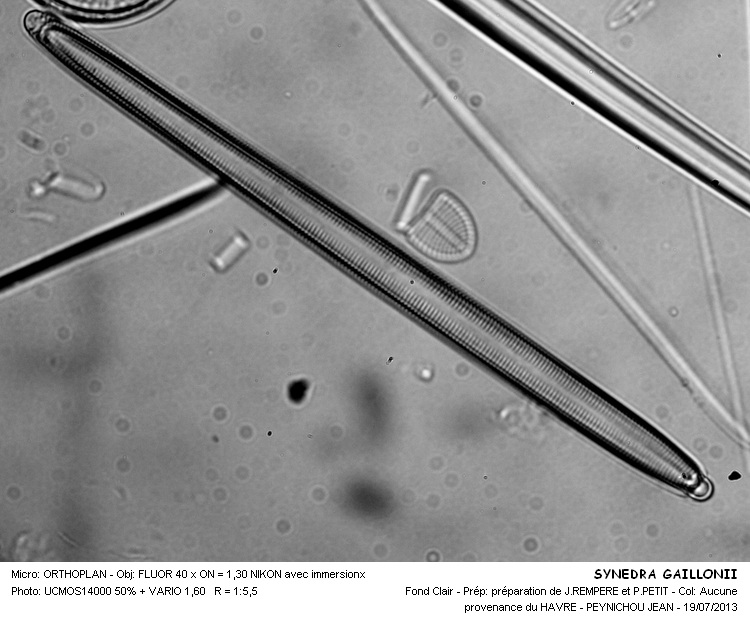 SYNEDRA GAILLONII #32768