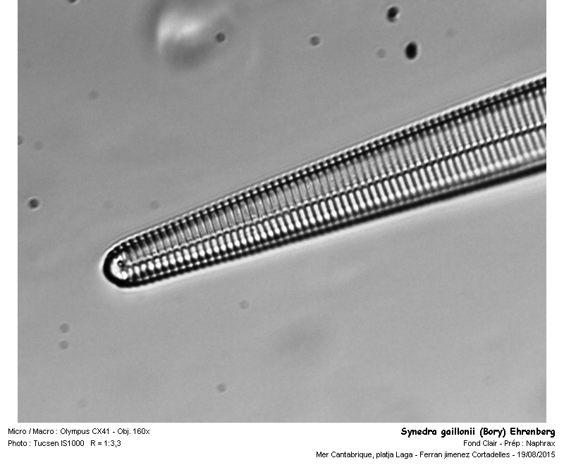 Synedra gaillonii (Bory) Ehrenberg #43843