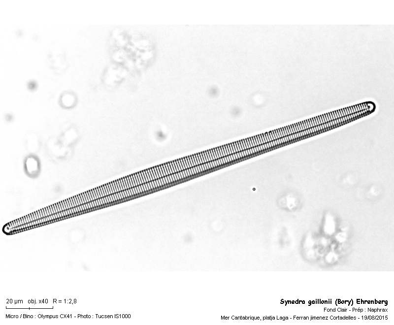 Synedra gaillonii (Bory) Ehrenberg #43842