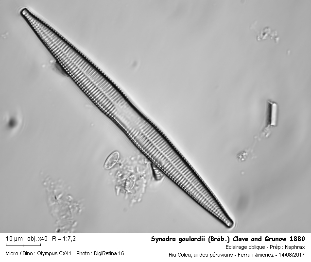 Synedra goulardii (Bréb.) Cleve et Grunow. #53795