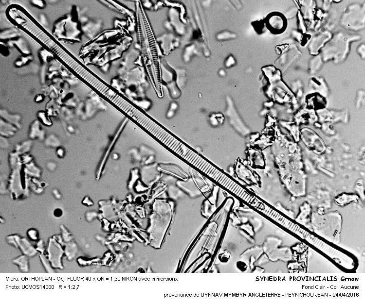 SYNEDRA PROVINCIALIS Grunow #44803