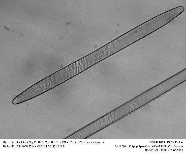 SYNEDRA ROBUSTA #33280