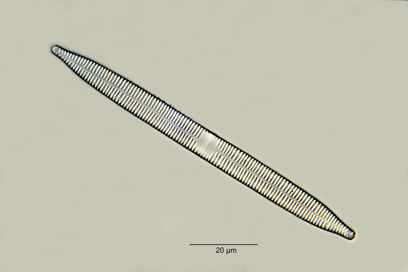 Synedra ulna Ehrenberg #19317