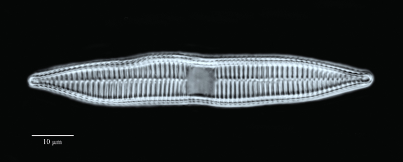 Synedra ulna var. contracta #56060