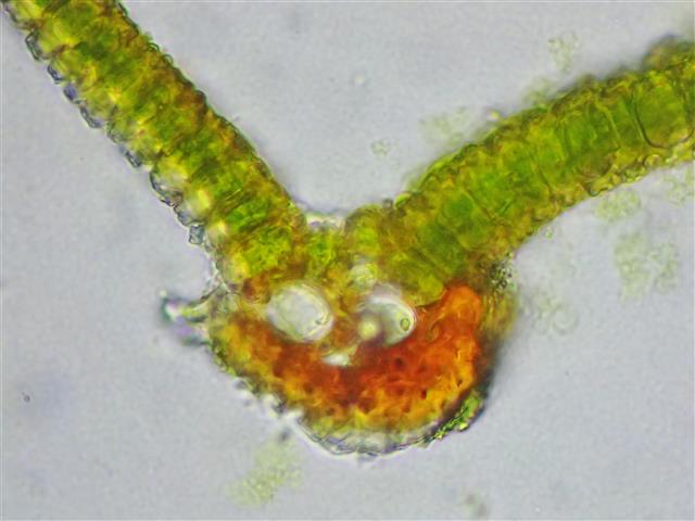 Syntrichia laevipila Brid. #62027