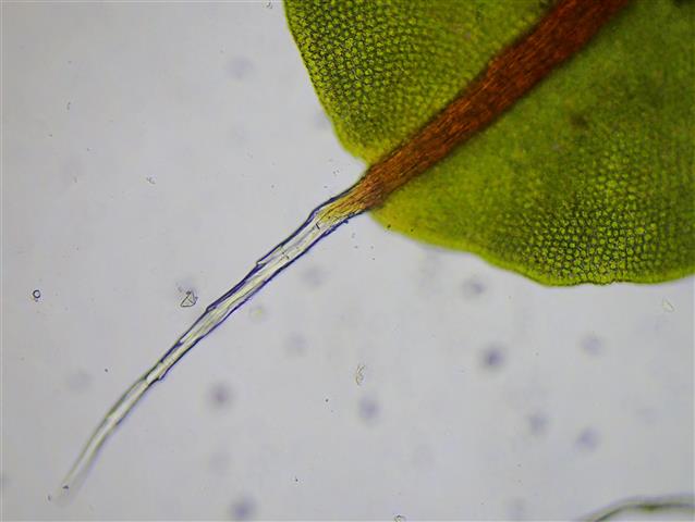 Syntrichia laevipila Brid. #62026