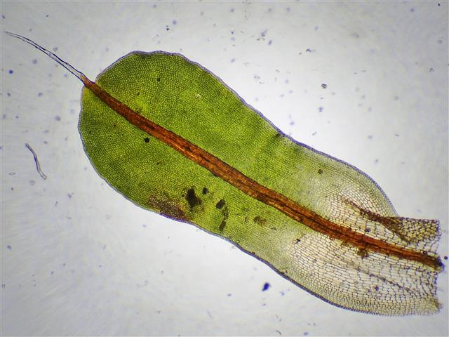 Syntrichia laevipila Brid. #62025