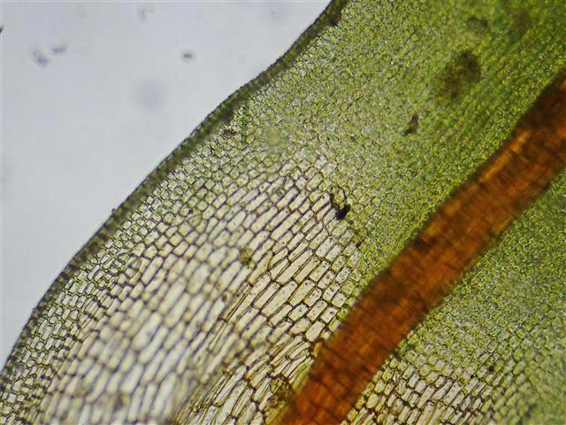 Syntrichia laevipila Brid. #62028