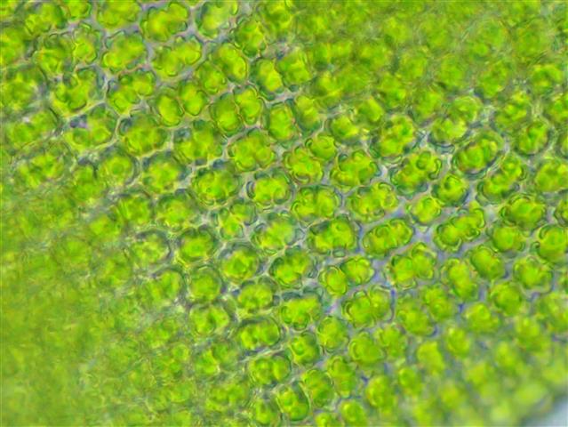 Syntrichia laevipila Brid. #62030