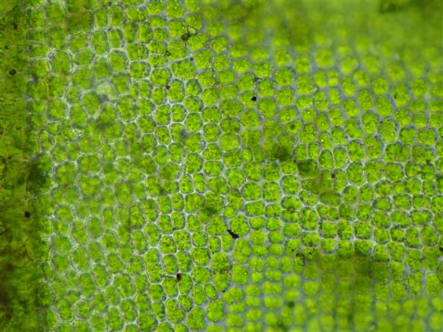 Syntrichia latifolia (Bruch ex Hartm.) Huebener #62114