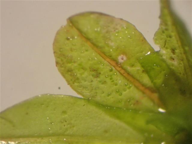 Syntrichia latifolia (Bruch ex Hartm.) Huebener #62116