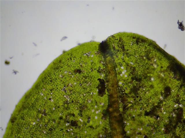 Syntrichia latifolia (Bruch ex Hartm.) Huebener #62113
