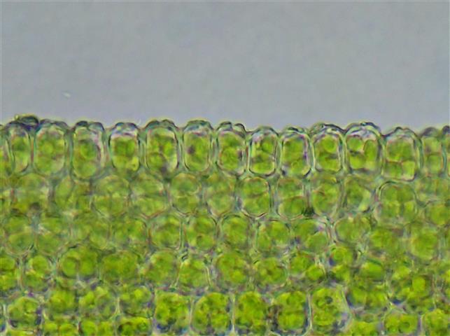 Syntrichia latifolia (Bruch ex Hartm.) Huebener #62115