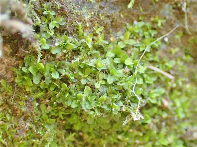 Syntrichia latifolia (Bruch ex Hartm.) Huebener #62111