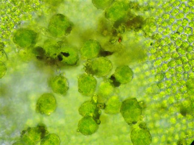 Syntrichia latifolia (Bruch ex Hartm.) Huebener #62117