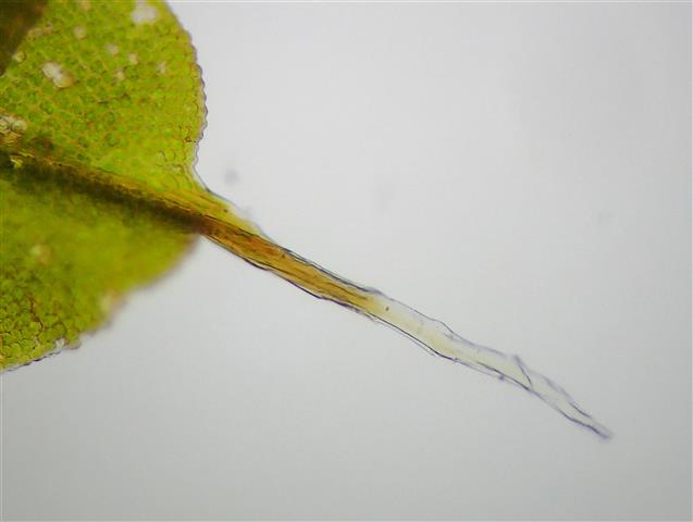 Syntrichia norvegica F.Weber #61137