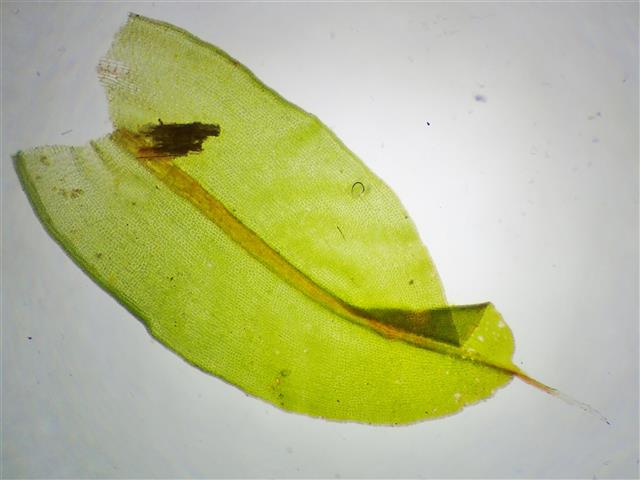 Syntrichia norvegica F.Weber #61136