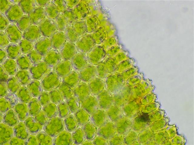 Syntrichia norvegica F.Weber #61139