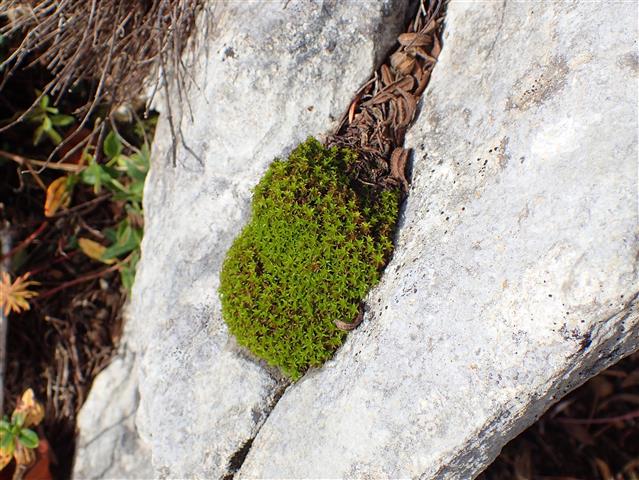 Syntrichia norvegica F.Weber #61133