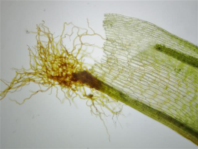 Syntrichia norvegica F.Weber #61138