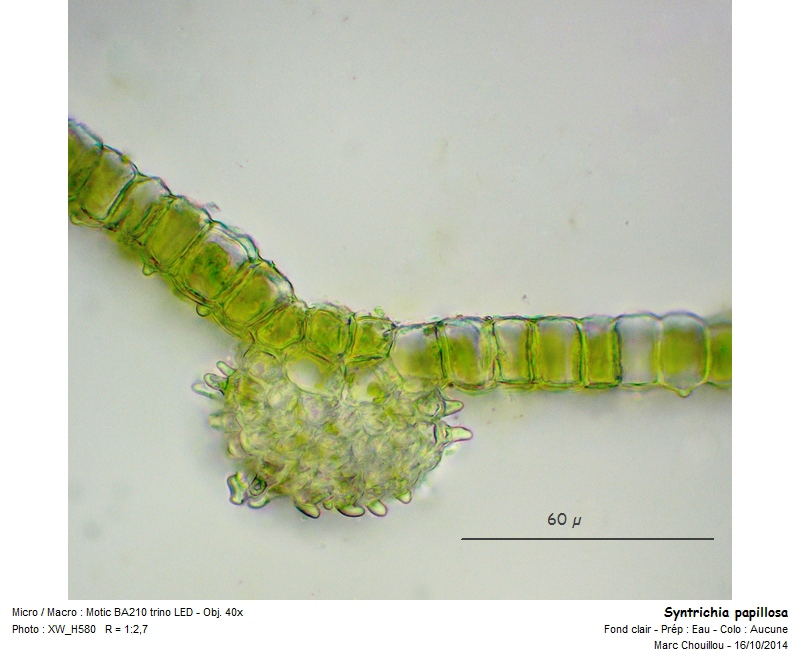 Syntrichia papillosa (Wilson) Jur. #39423