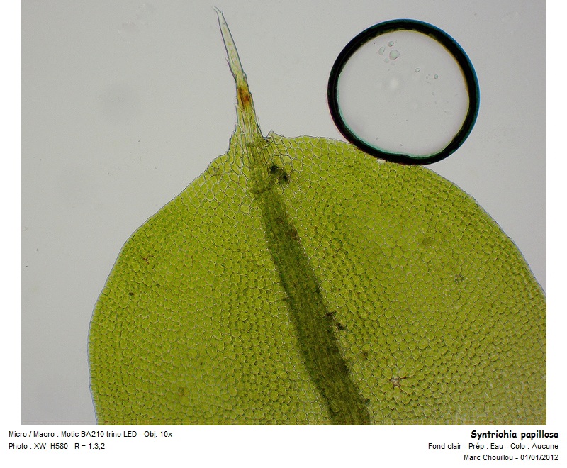 Syntrichia papillosa (Wilson) Jur. #39421