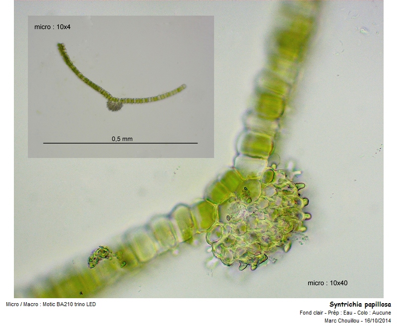 Syntrichia papillosa (Wilson) Jur. #39422