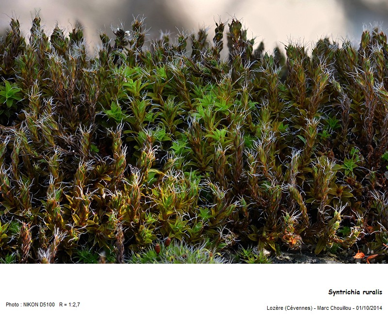 Syntrichia ruralis (Hedw.) #39401