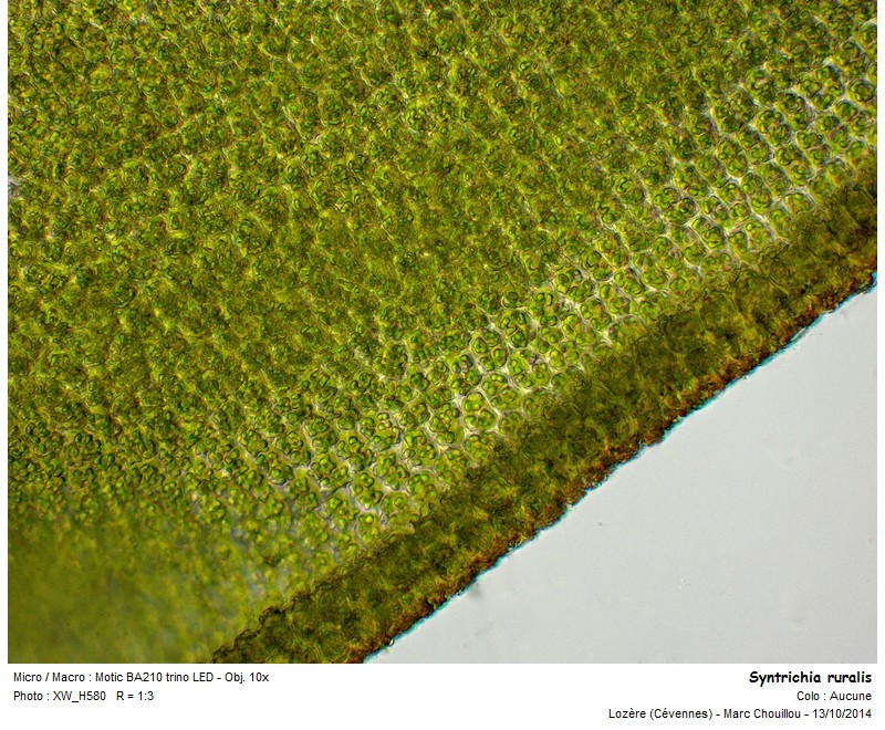 Syntrichia ruralis (Hedw.) #39404