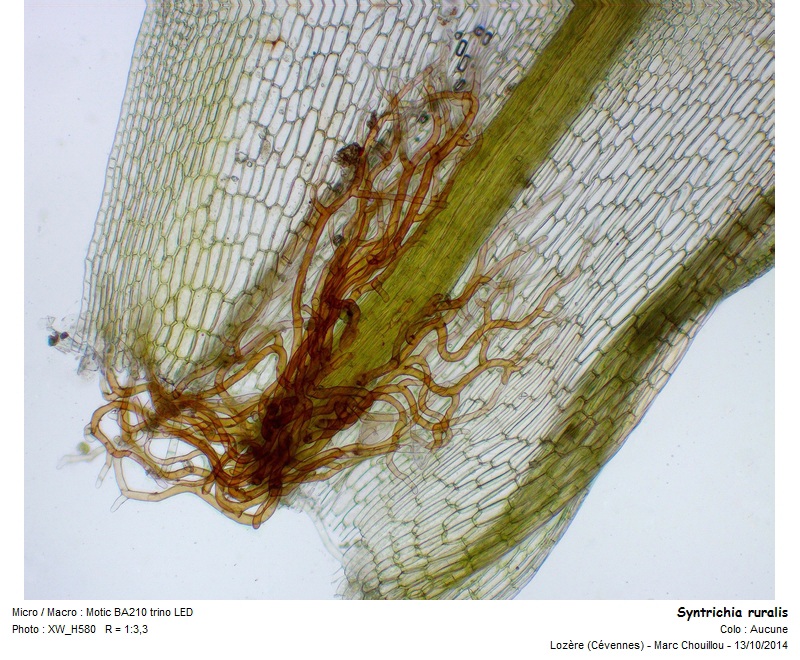 Syntrichia ruralis (Hedw.) #39405