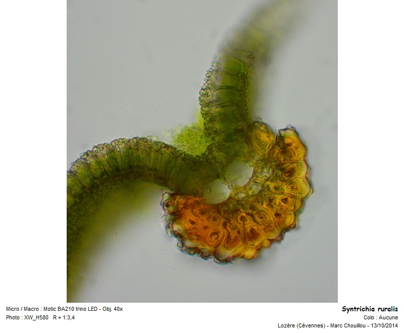 Syntrichia ruralis (Hedw.) #39407