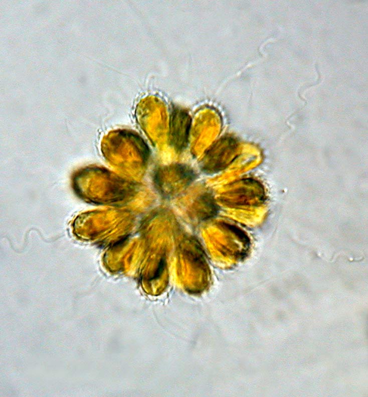 Synura uvella #6418