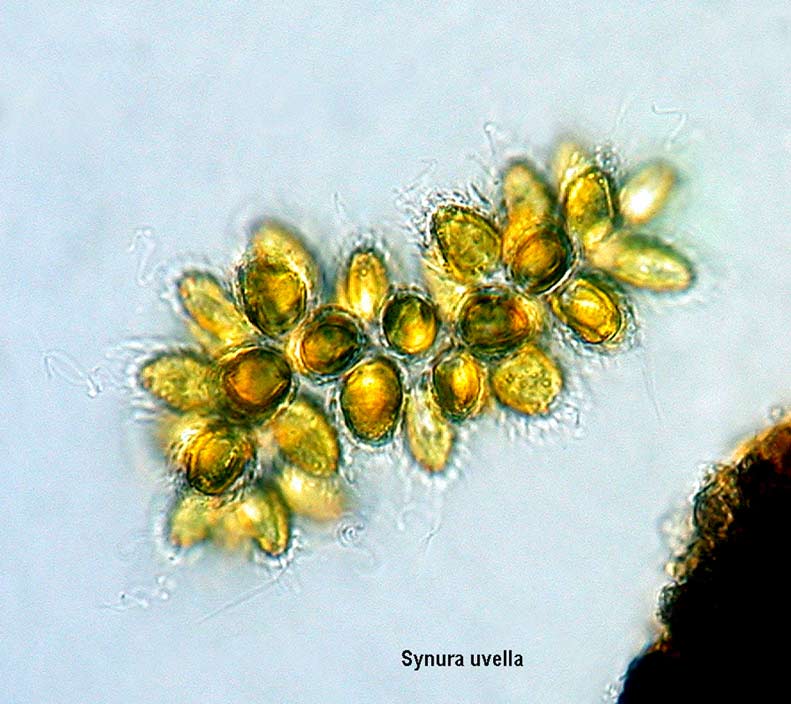 Synura uvella #6417
